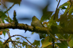 Phylloscopus sibilatrix