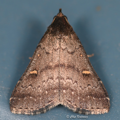 Tetanolita mynesalis