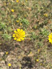 Centromadia parryi australis