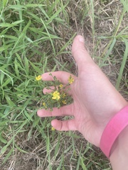 Hypericum drummondii
