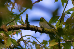 Phylloscopus sibilatrix