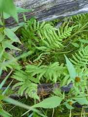 Thelypteris palustris