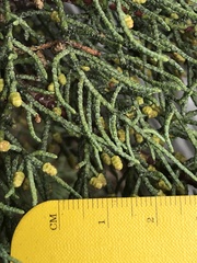 Cupressus bakeri