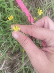 Hypericum drummondii