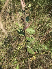 Asclepias viridiflora