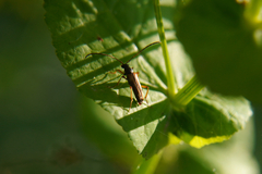 Alosterna tabacicolor