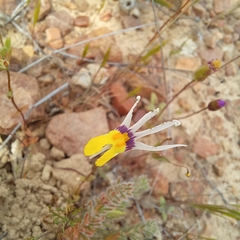 Nemesia cheiranthus