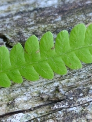 Thelypteris palustris