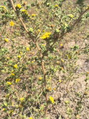 Centromadia parryi australis