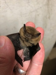 Pipistrellus pipistrellus