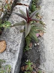 Celosia spicata