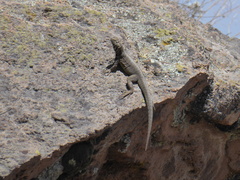 Microlophus peruvianus