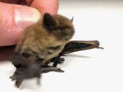 Pipistrellus pipistrellus