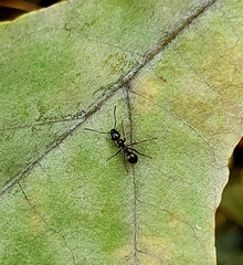 Formica fusca