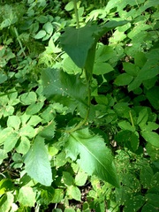 Crepis sibirica
