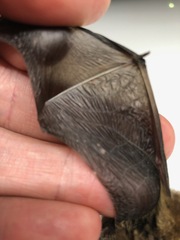 Pipistrellus pipistrellus