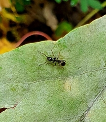 Formica fusca