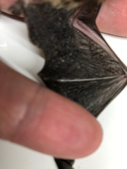 Pipistrellus pipistrellus