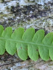 Thelypteris palustris
