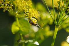 Alosterna tabacicolor