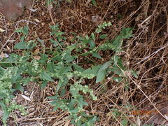 Chenopodium berlandieri