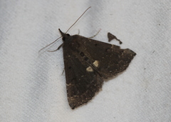 Hypena bijugalis