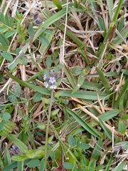 Myosotis discolor