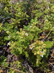 Chamaebatia foliolosa