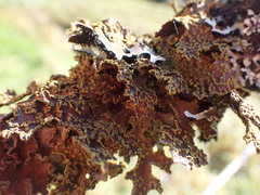 Pseudocyphellaria holarctica