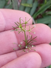 Cyclospermum leptophyllum
