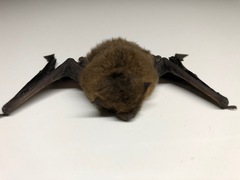 Pipistrellus pipistrellus