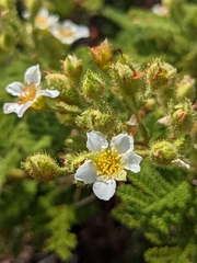 Chamaebatia foliolosa