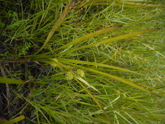 Sparganium eurycarpum