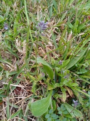 Myosotis discolor