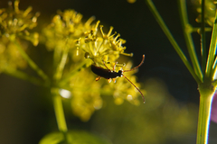Alosterna tabacicolor