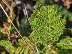 Chamaebatia foliolosa
