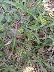 Cyclospermum leptophyllum