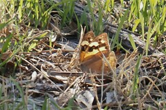 Heteronympha merope