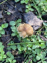 Pholiota spumosa