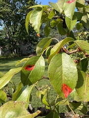 Gymnosporangium sabinae