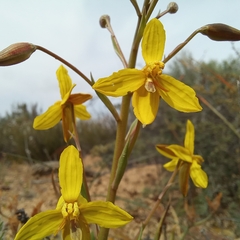 Cyanella lutea