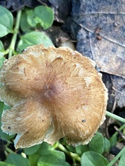 Pholiota spumosa