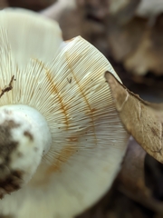 Russulaceae