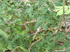 Stachytarpheta cayennensis