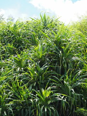 Pandanus odorifer