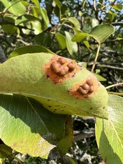 Gymnosporangium sabinae