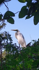 Ardea alba