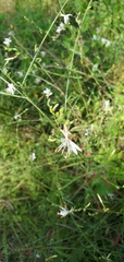 Gaura