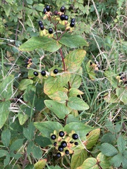Hypericum androsaemum