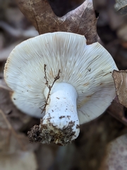 Russulaceae